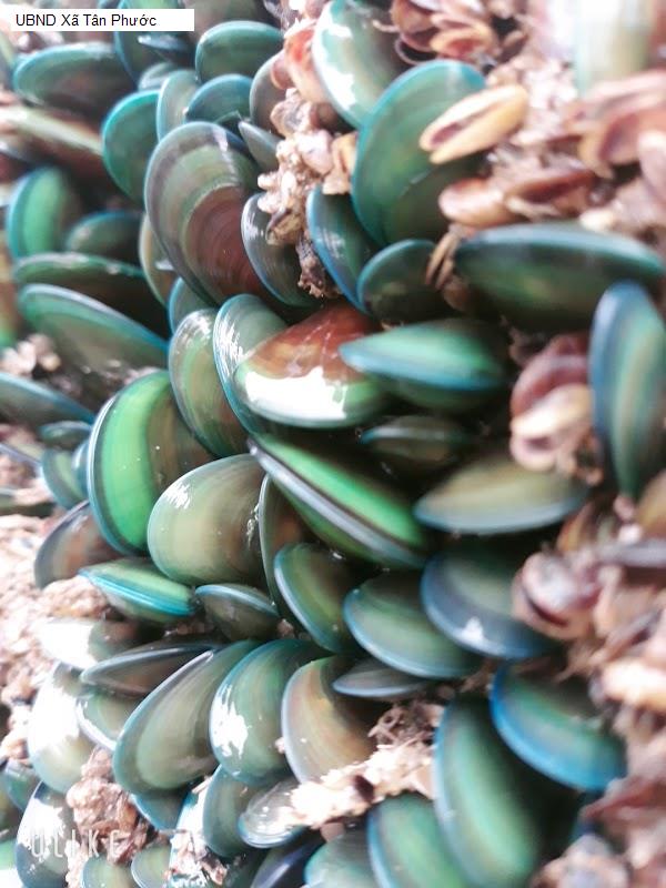 UBND Xã Tân Phước