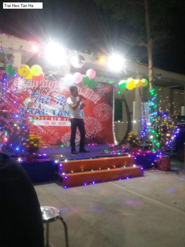 Trai Heo Tan Ha