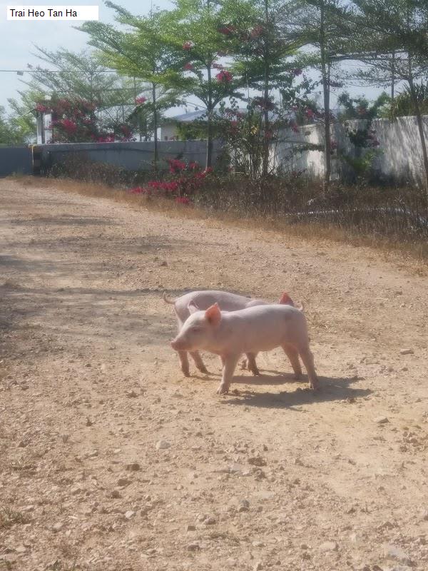 Trai Heo Tan Ha